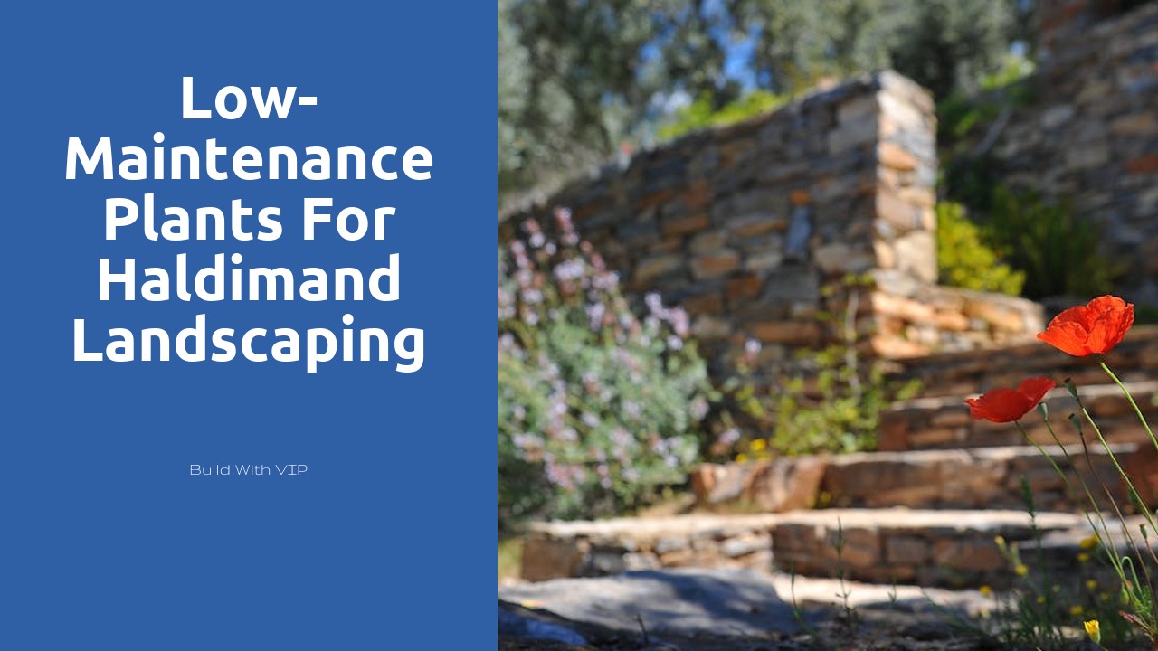 Low-Maintenance Plants for Haldimand Landscaping